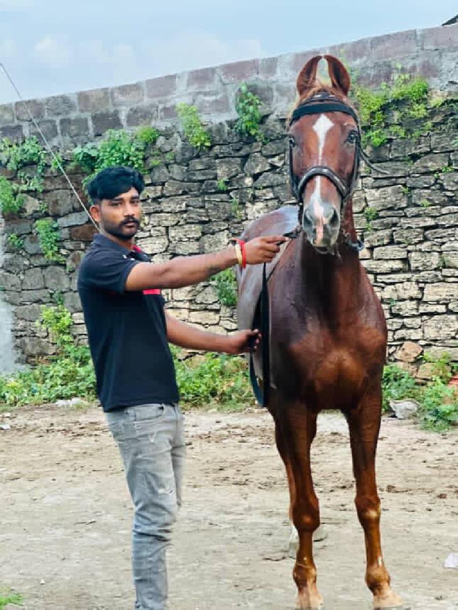 સાટા કરવાના છે ઘોડીસીવાકાનય