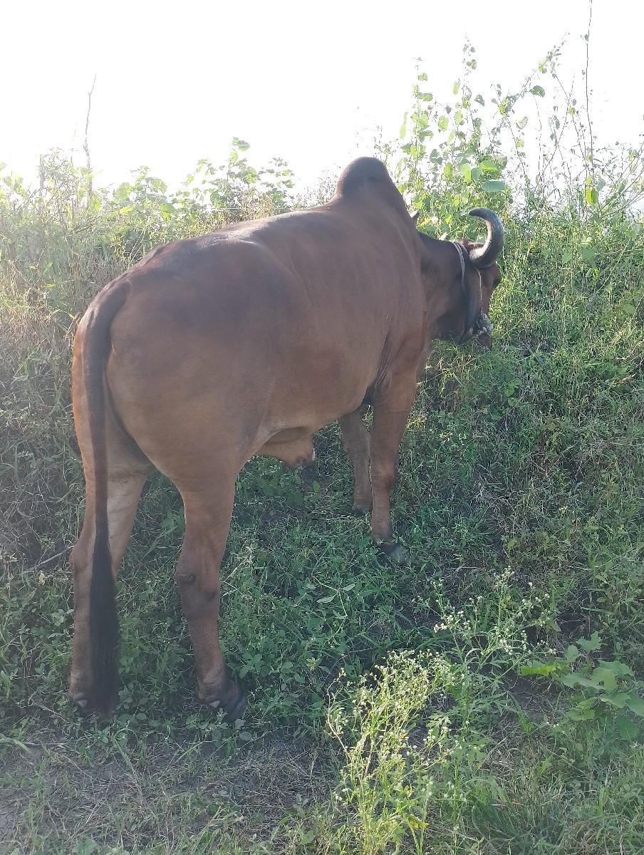 બળદ વેચવાના છે