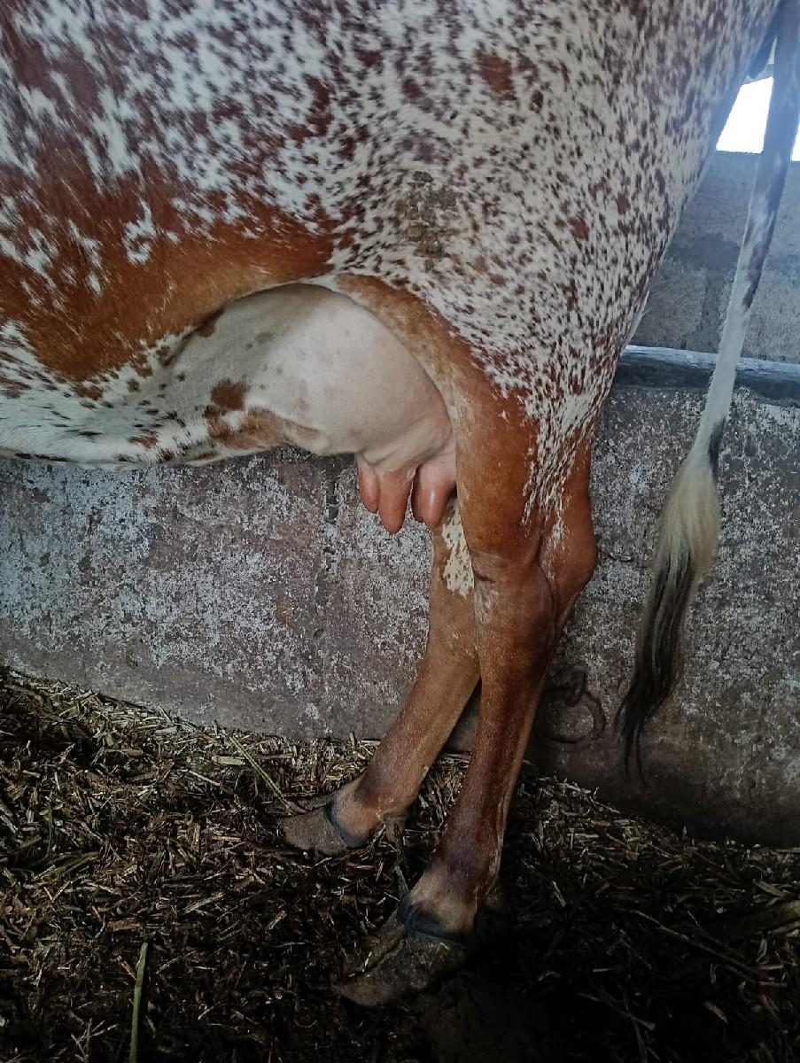 એચ. એફ. ગાય વેચવાની છે