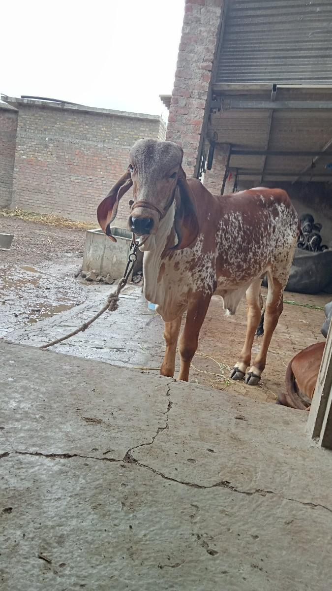 થંબનેલ 2