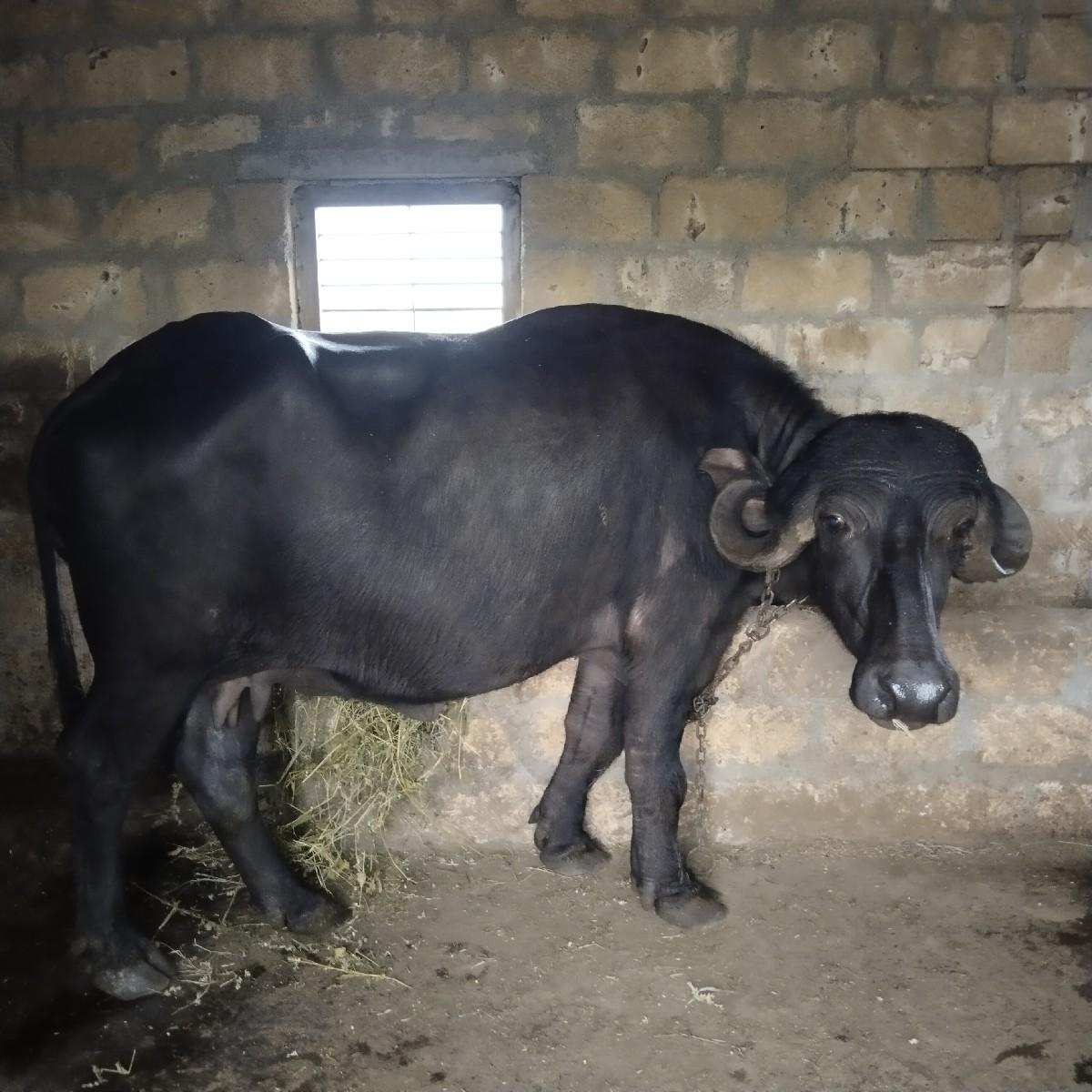 થંબનેલ 2