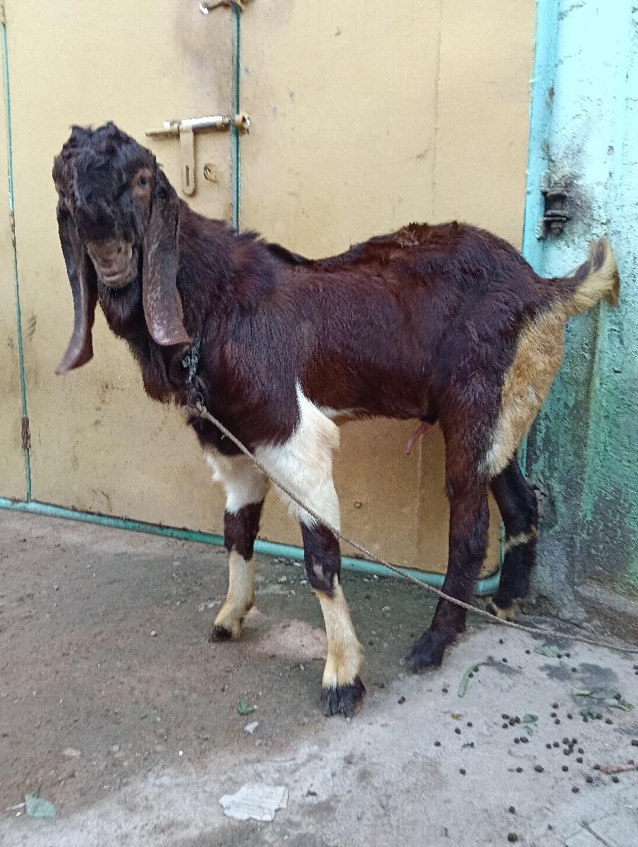 થંબનેલ 2