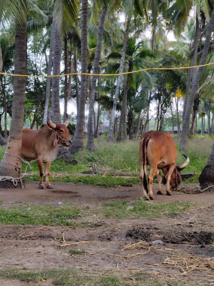 થંબનેલ 3