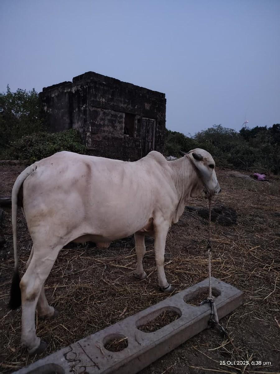 થંબનેલ 3