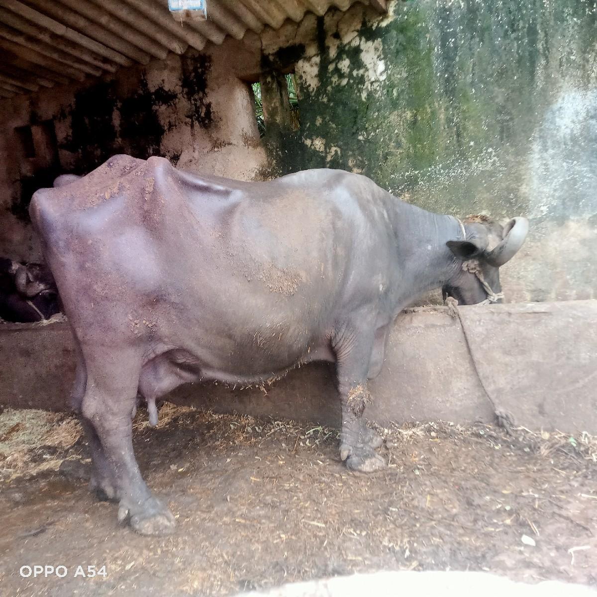 ભેંસ વહેંચણી. ભાવ મા