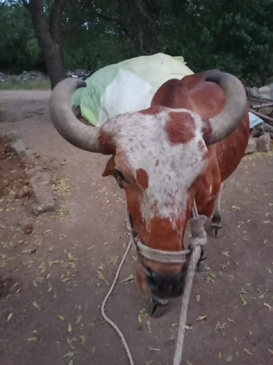 વેશવા નો