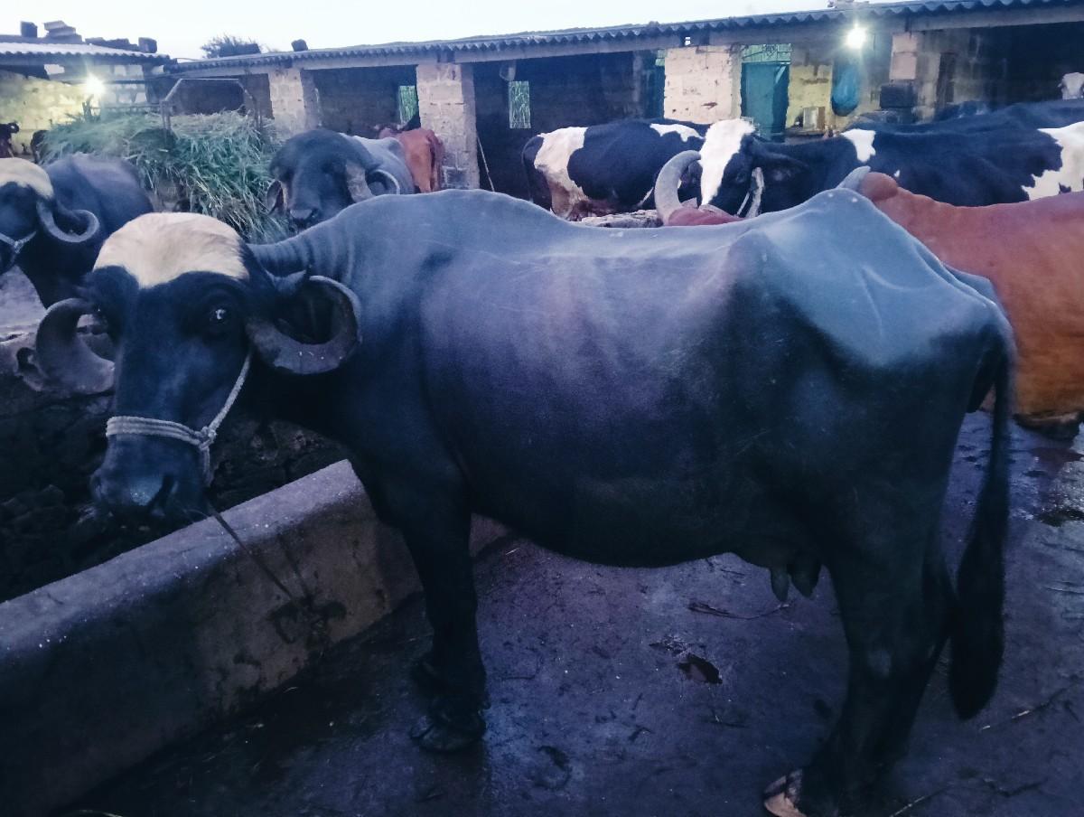 થંબનેલ 3