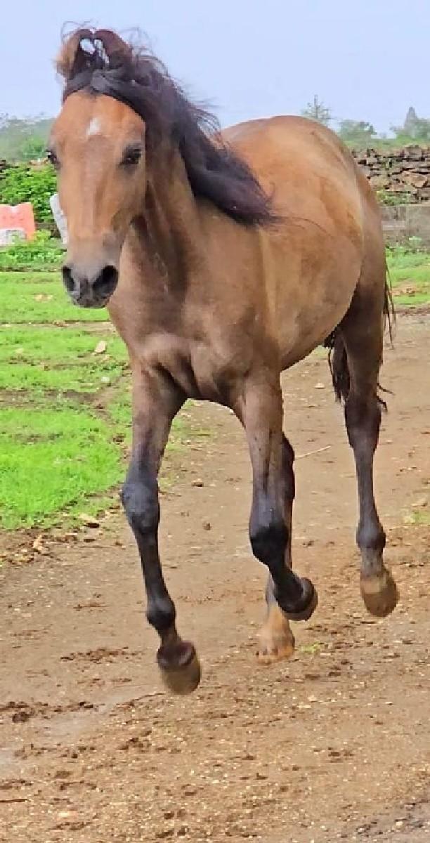 થંબનેલ 3