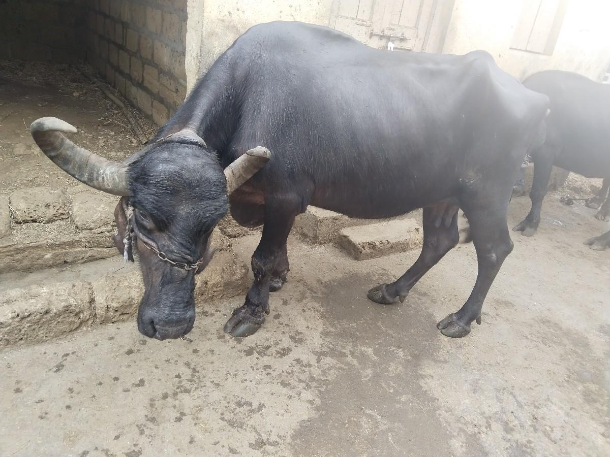 થંબનેલ 3