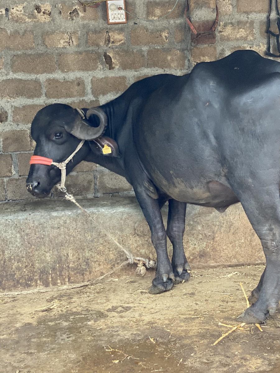 કીંમત 1,70000