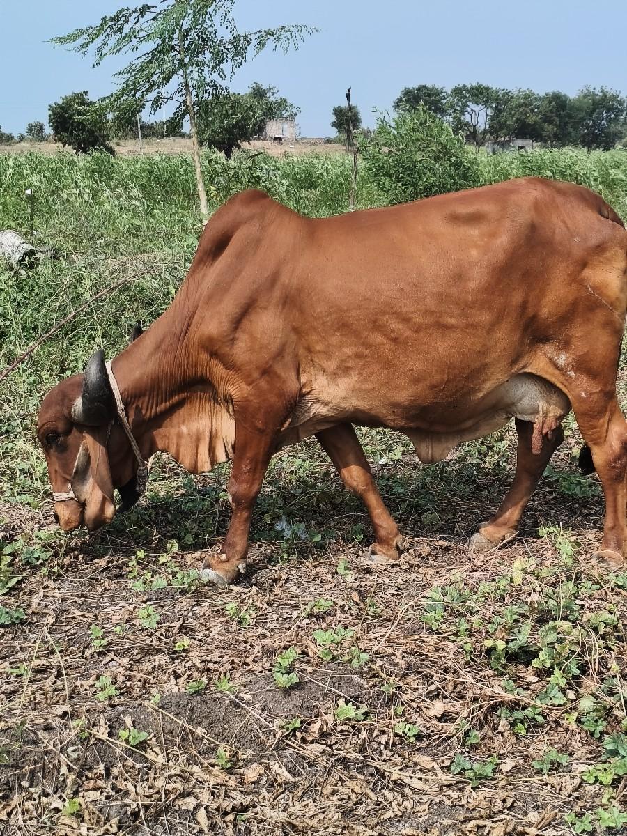 થંબનેલ 2