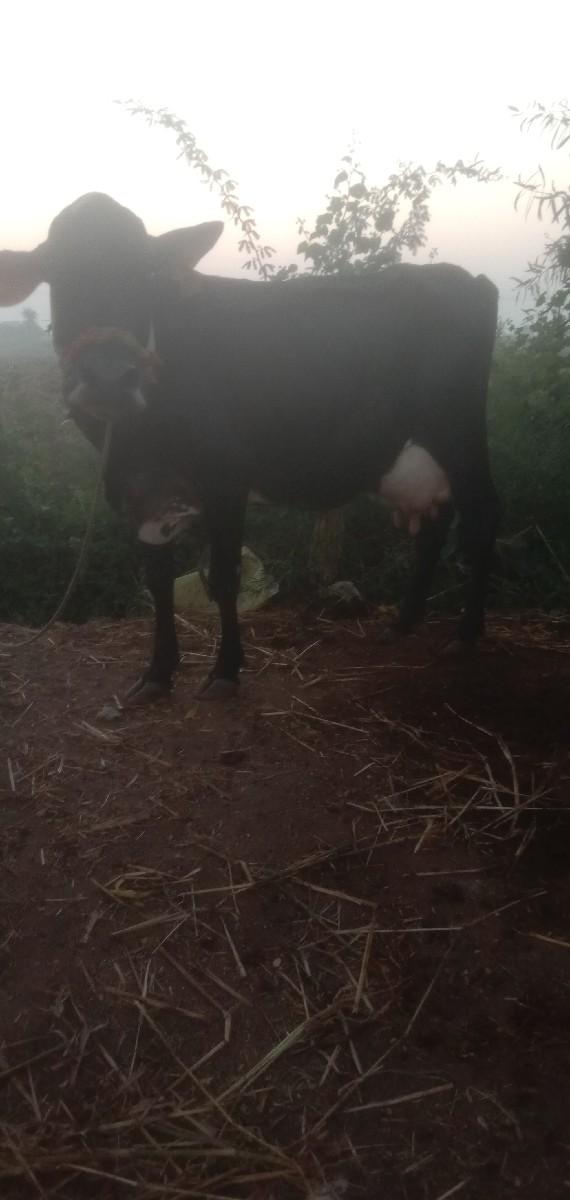 થંબનેલ 3