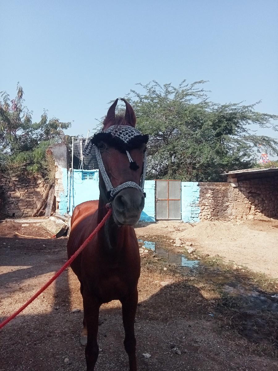 થંબનેલ 2