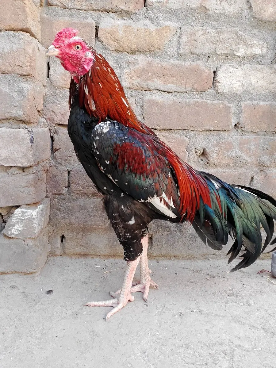 થંબનેલ 3