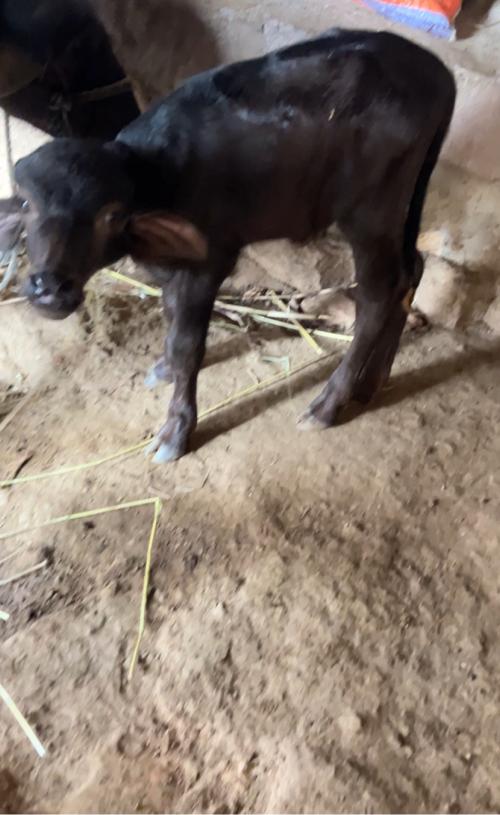 થંબનેલ 3