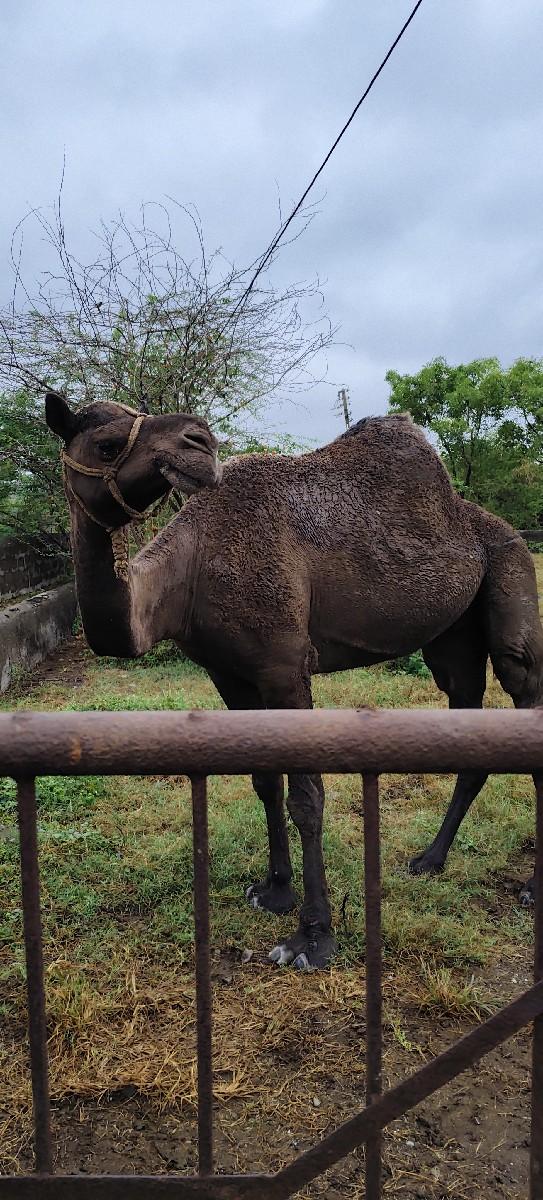 વેચવાનું છે