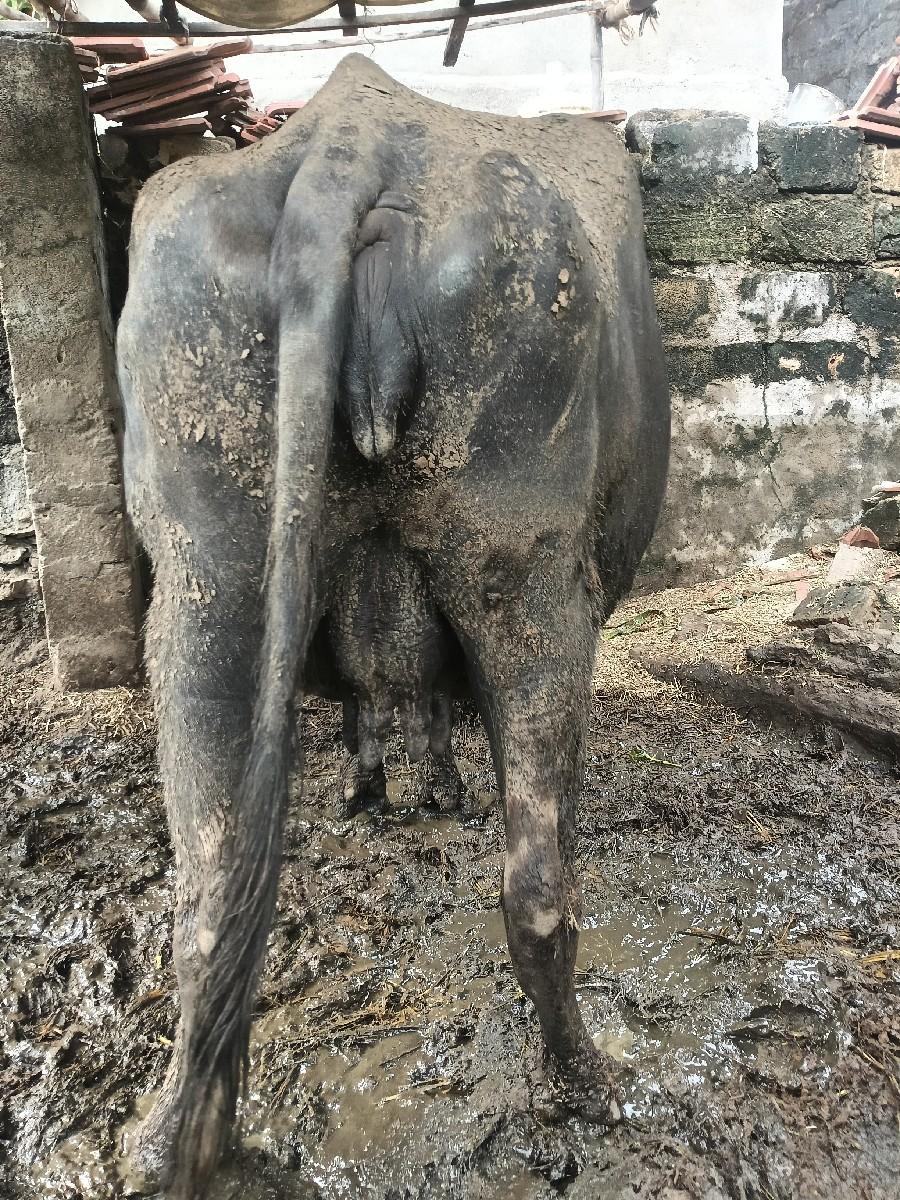 થંબનેલ 2