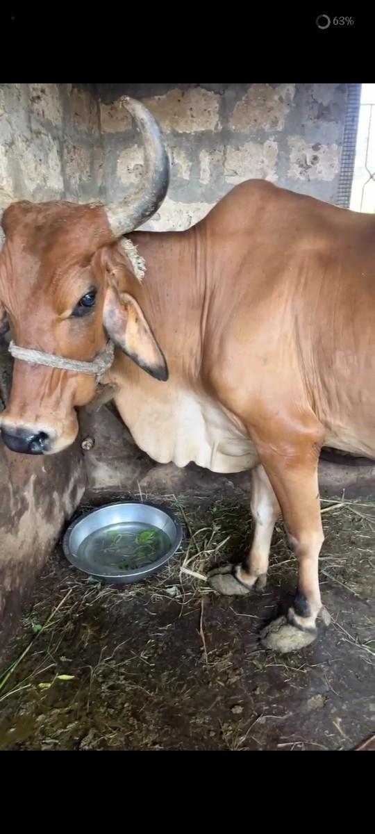 થંબનેલ 2