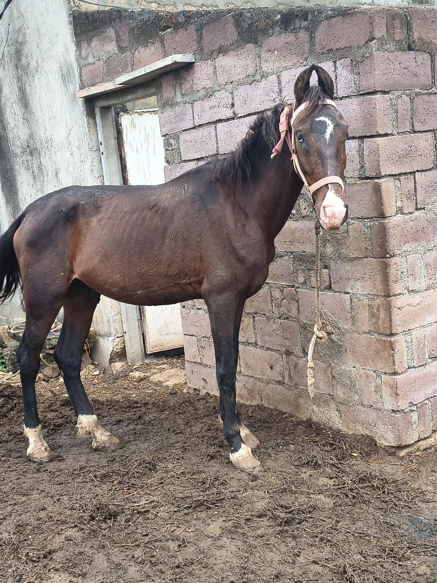 ghodo sata ma.ghodi.hoy to.hale