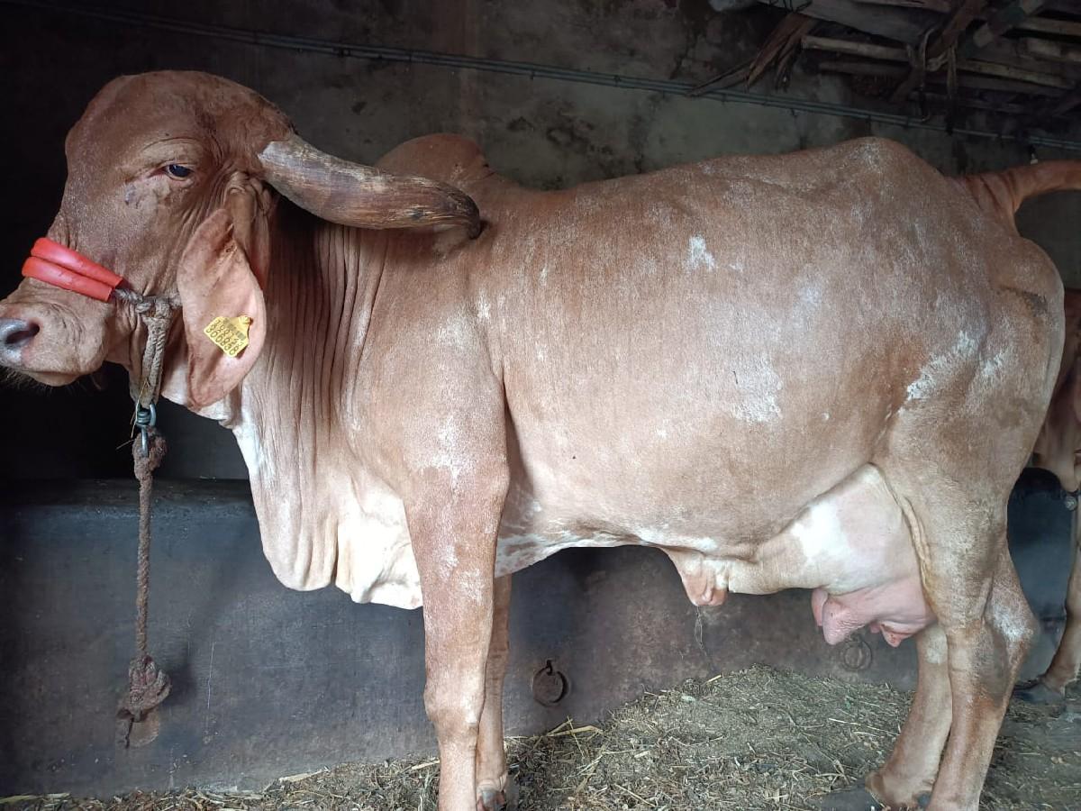 સુવર્ણ કપિલા ગાય વેચવાની છે