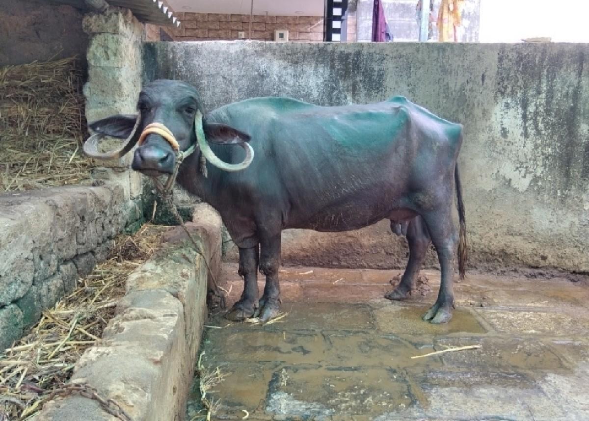 ભેંસ વેચવાની છે....