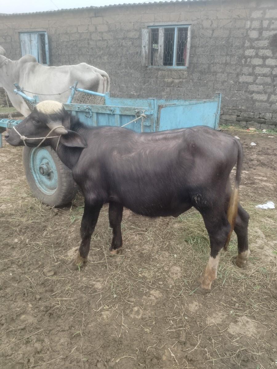 થંબનેલ 2