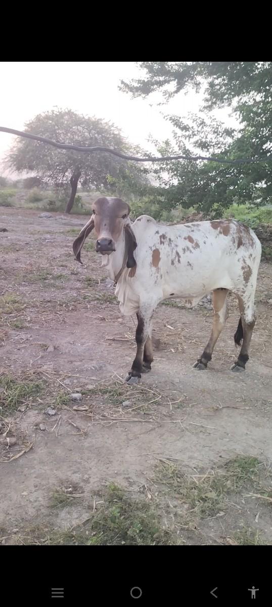 વાસળી વેચવાની છે 15 મહિનાની છે