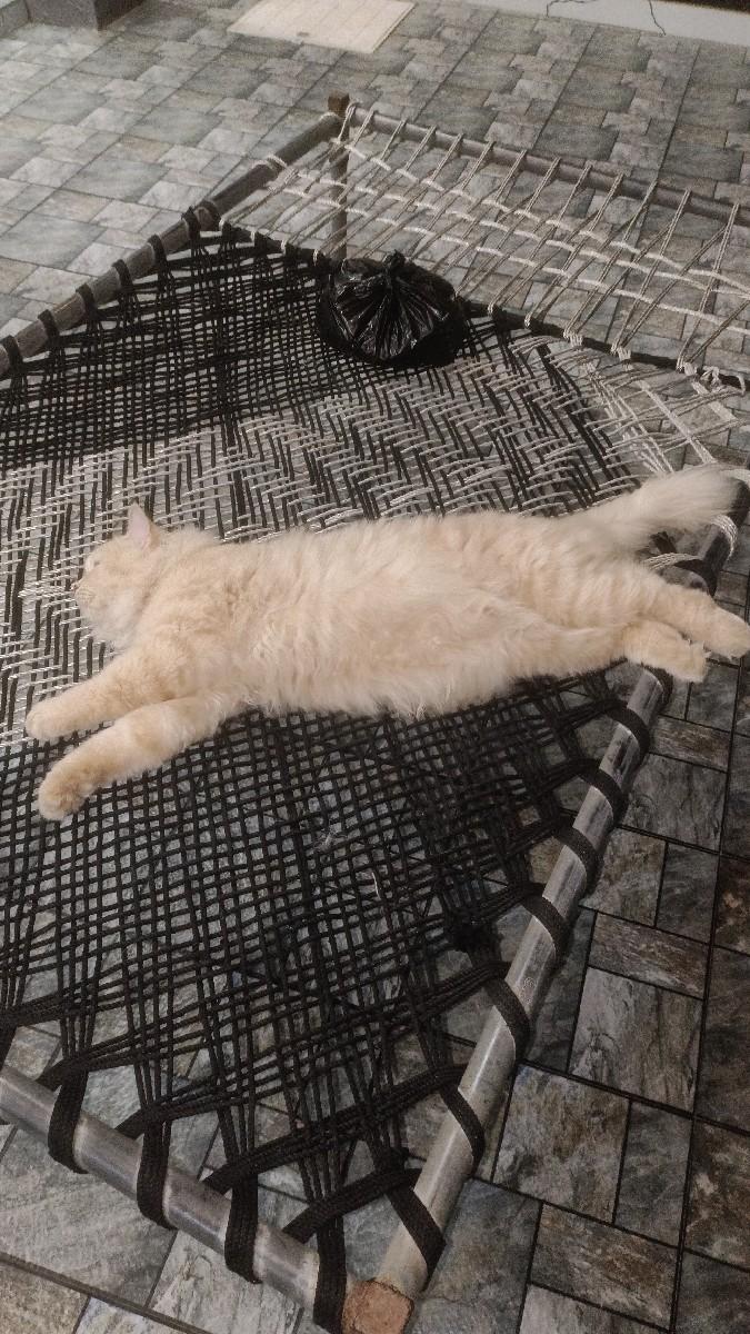 આ બિલાડો વેચવાનો છે