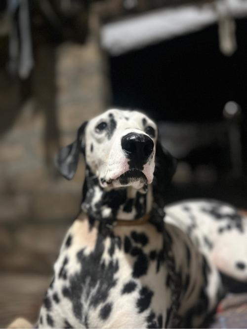 કૂતરી ખોવાઈ ગયેલ છે