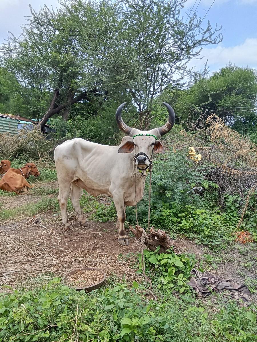 બળદ વેચવાનો