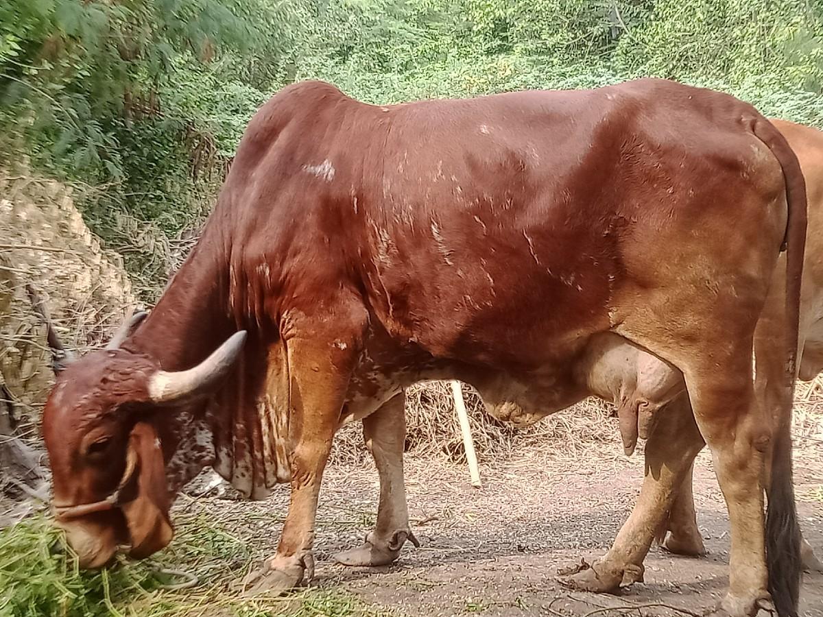 થંબનેલ 6