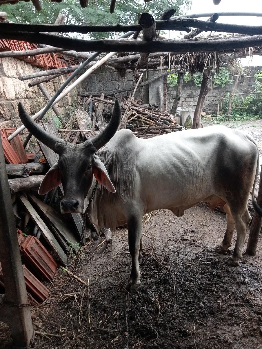 થંબનેલ 2