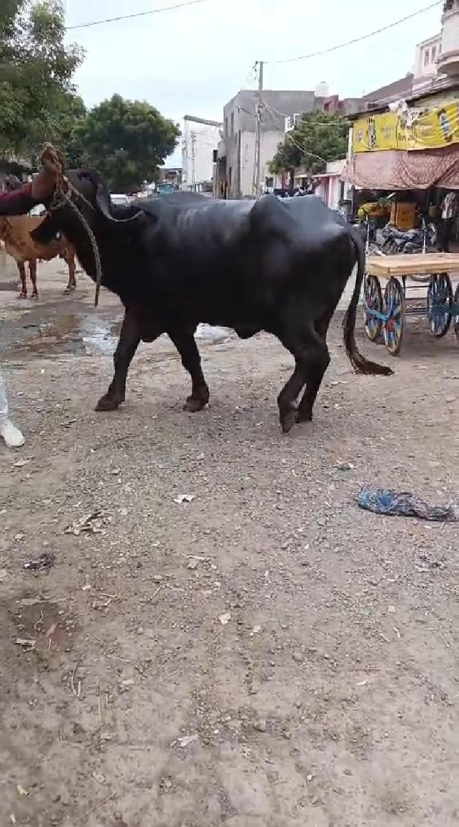 થંબનેલ 2