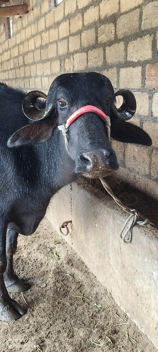 થંબનેલ 3