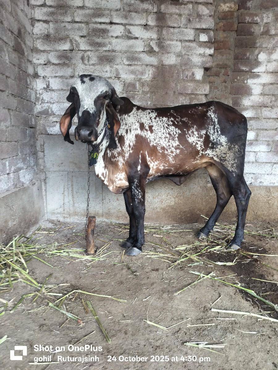 આ ગીર વાછડી વેચવાની છે