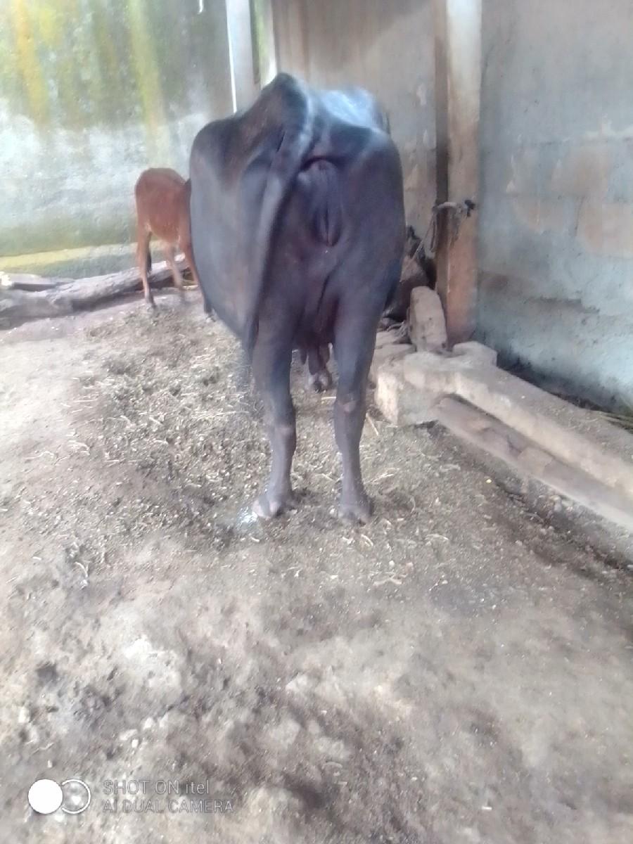 ભેંસ વેચવાની છે સાટા પણ ચાલે