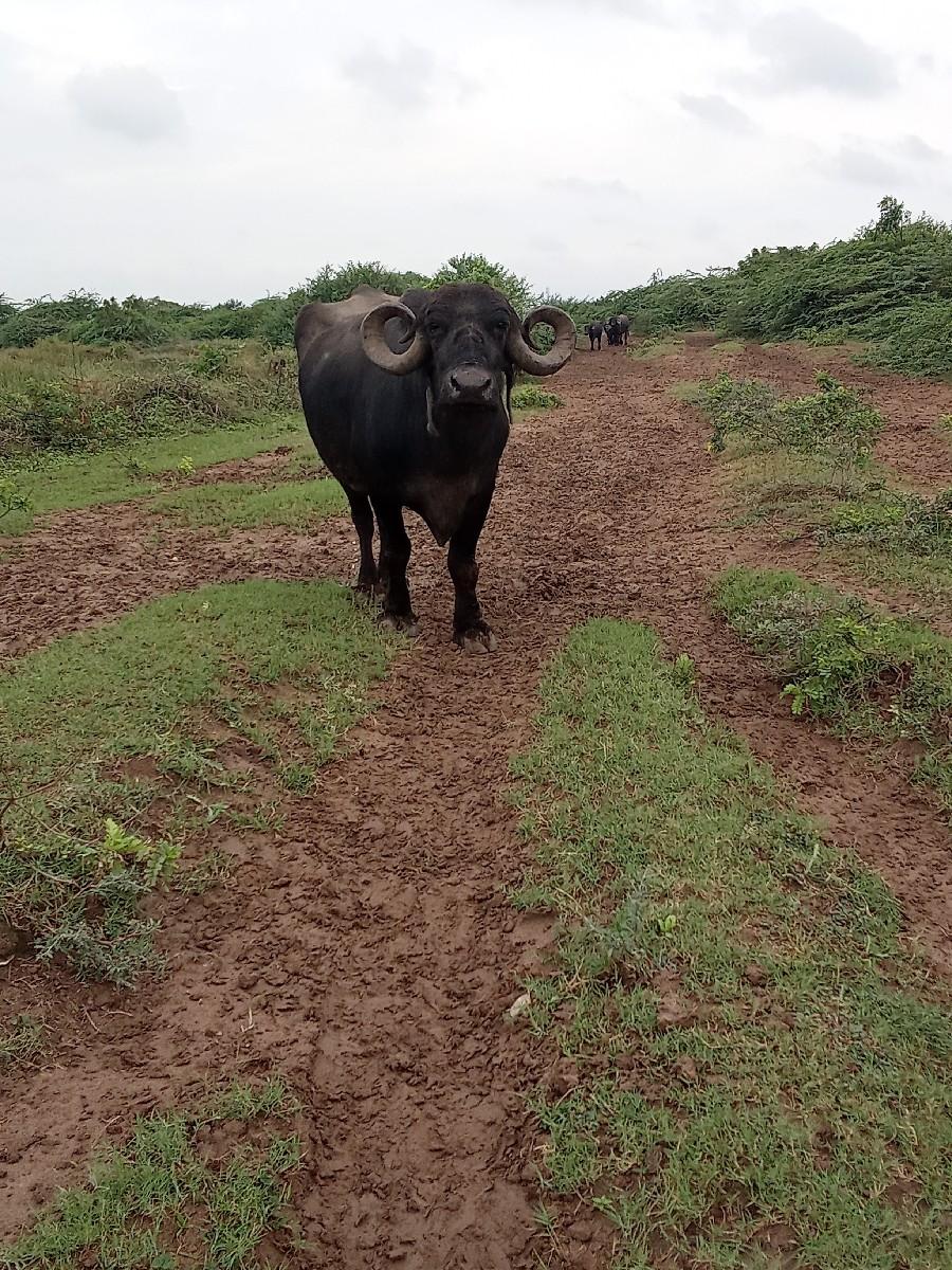 થંબનેલ 3