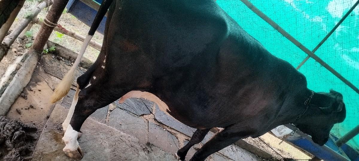 થંબનેલ 2