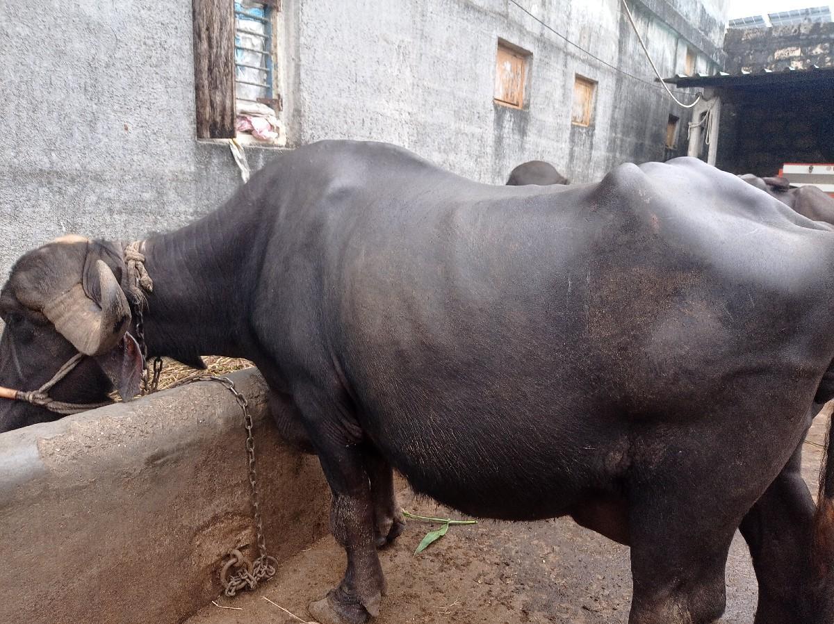 થંબનેલ 2