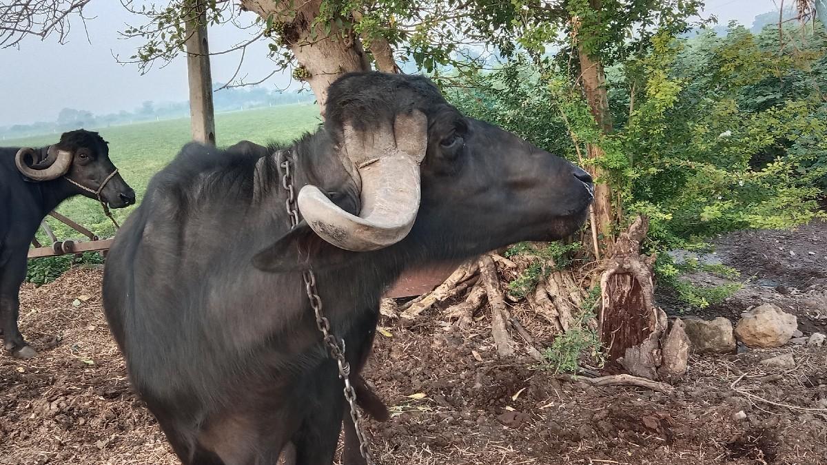 ખડેલી વેચવાની છે