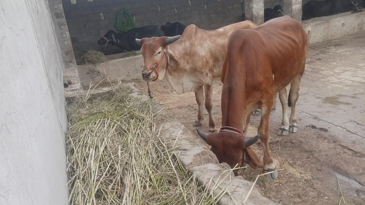 ગામ બરેસ બરેજ