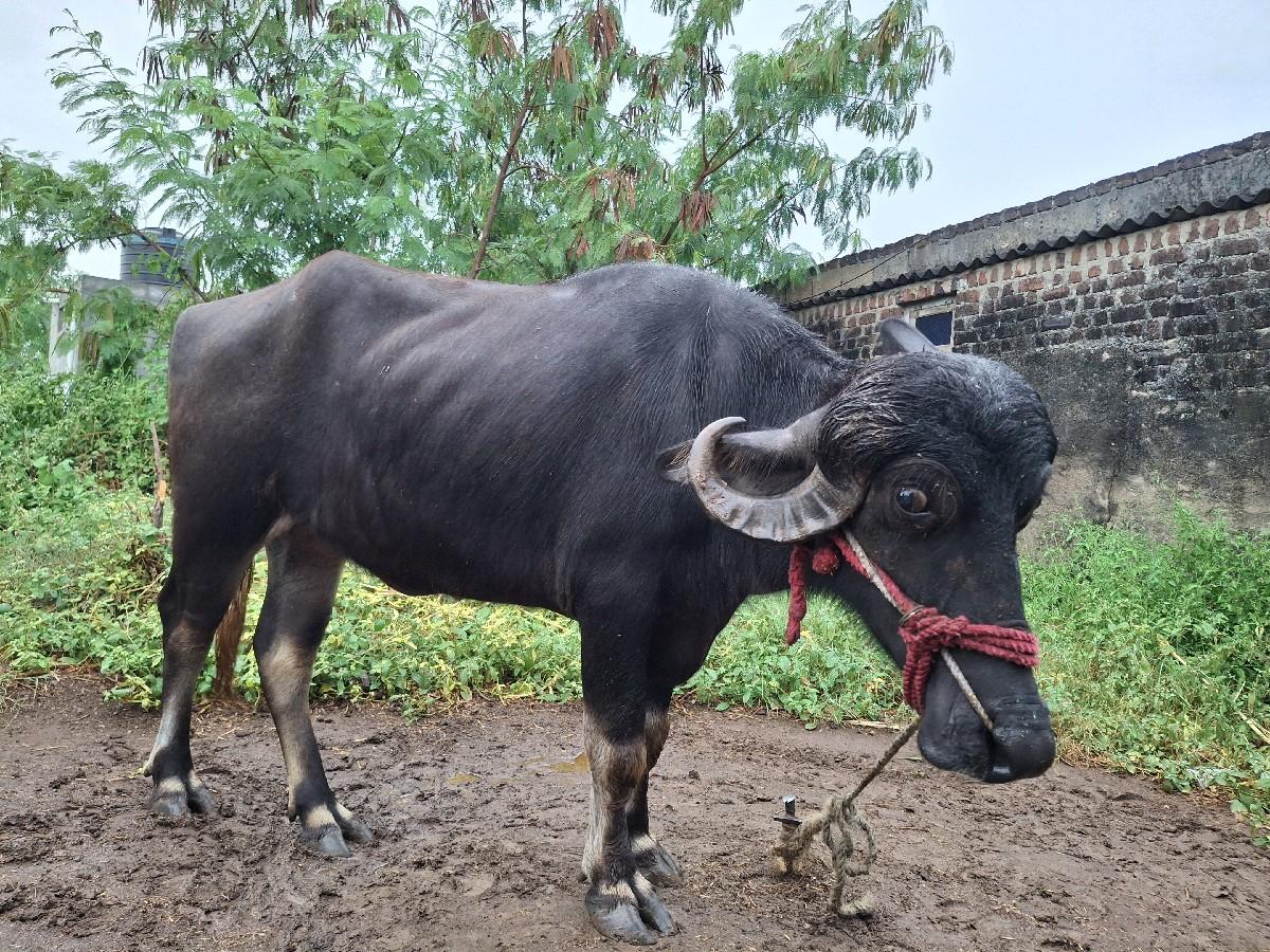 ખળેલુ વેચવાનું છે