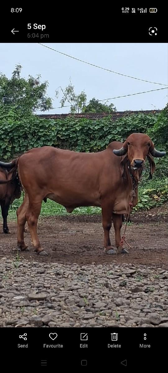 થંબનેલ 3