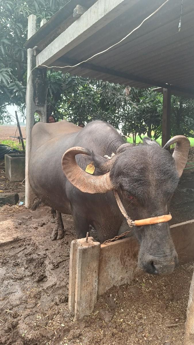 થંબનેલ 3