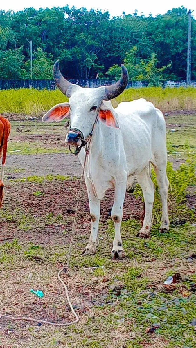 પહેલી વાવણીનો વાંચવા દો ફુલ જવાબ