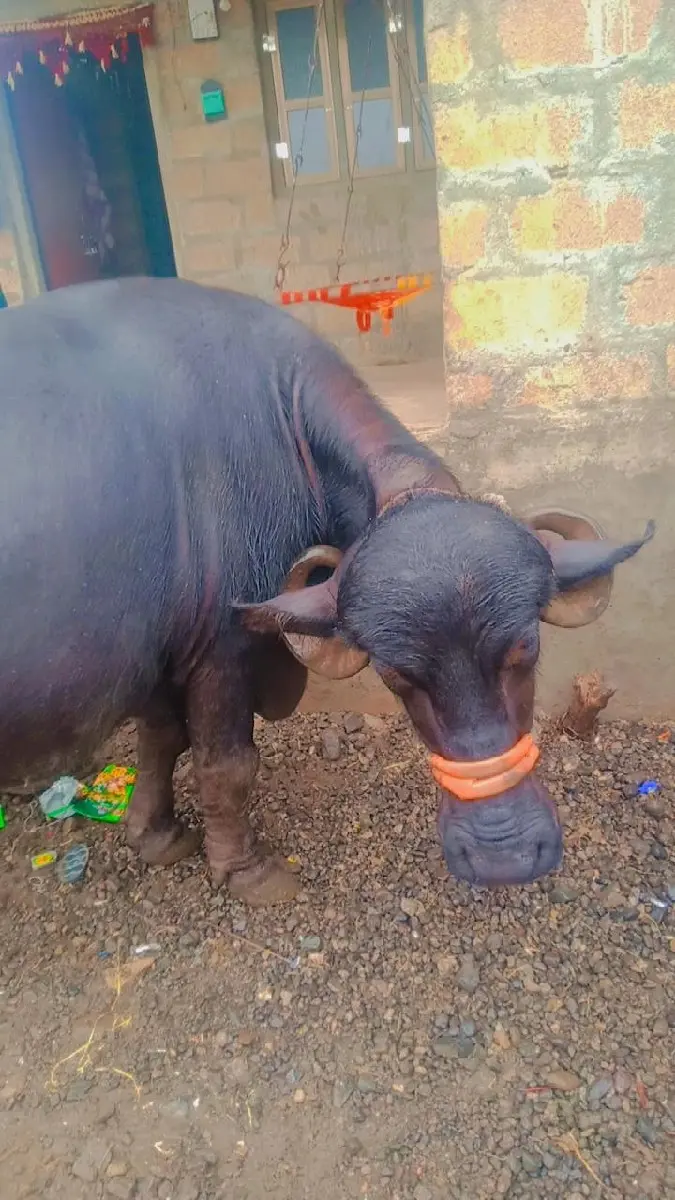 થંબનેલ 2