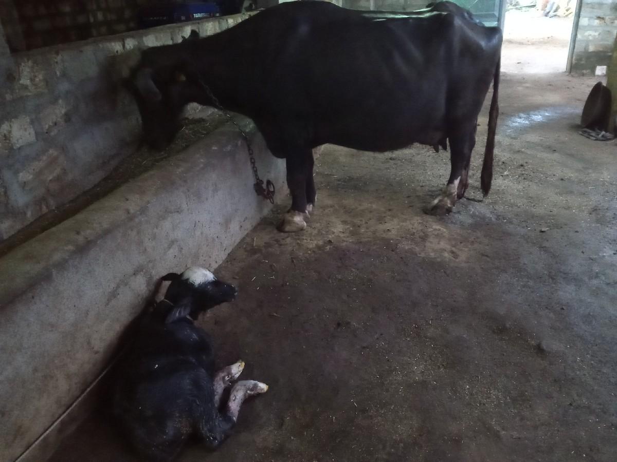 ભેંશ વેચવાની છે આજે વ્યાણી છે