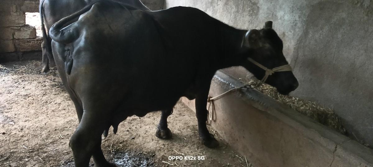 થંબનેલ 3