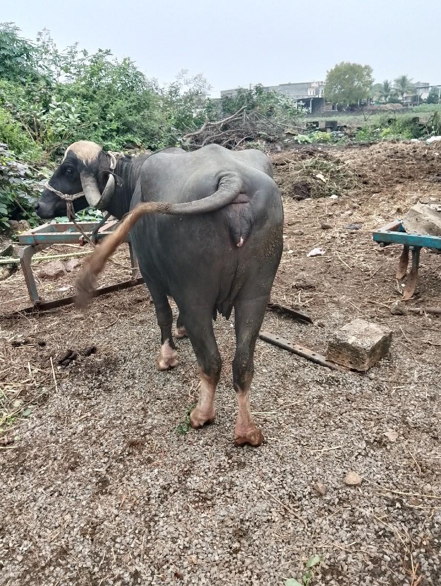 થંબનેલ 3