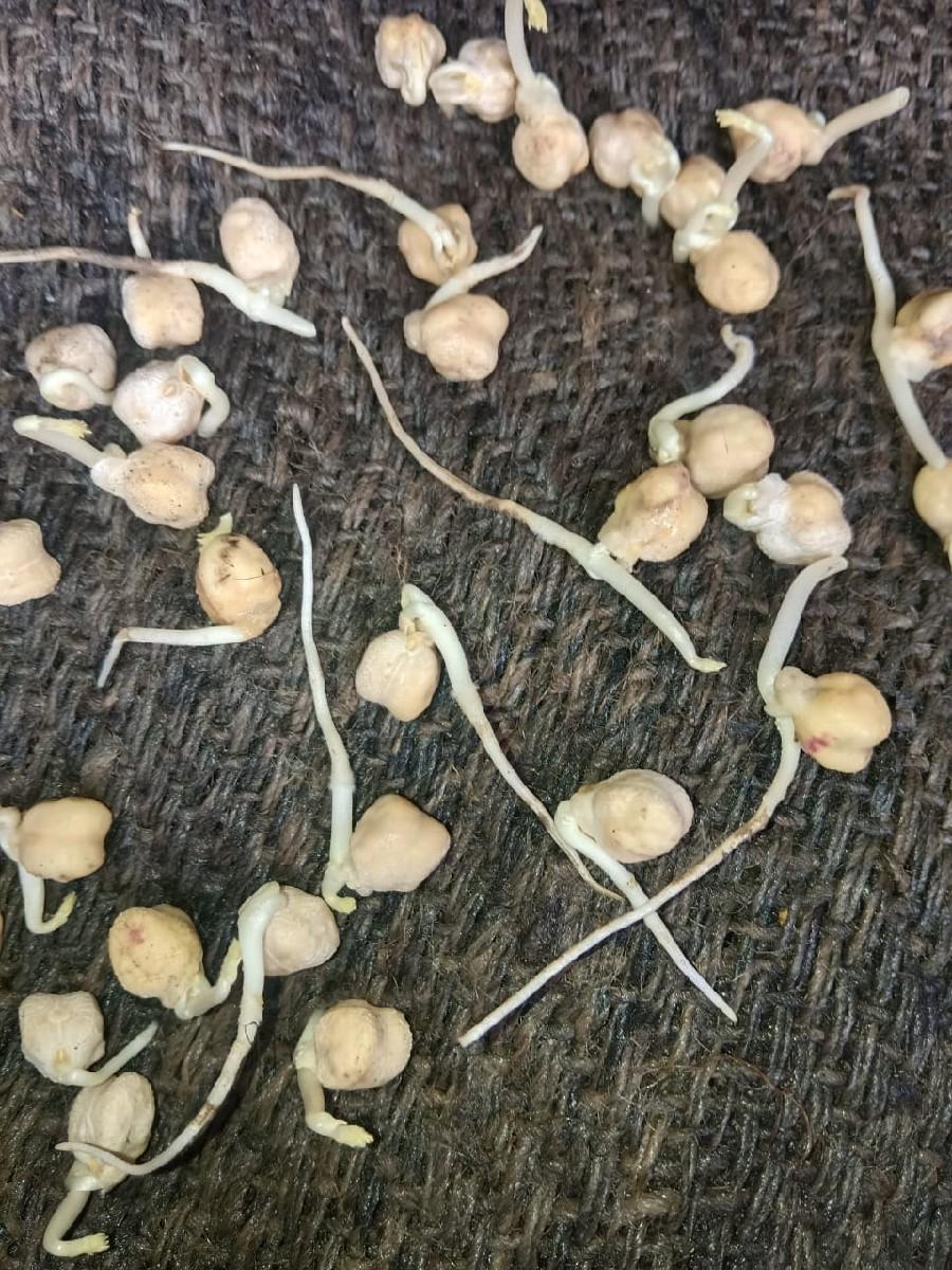 બીટુ ચણા  વેચવાના છે